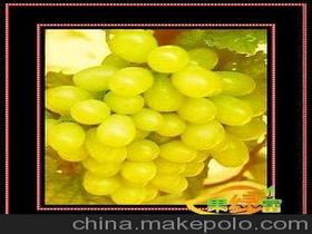 生鲜水果葡萄价格 生鲜水果葡萄批发 生鲜水果葡萄厂家