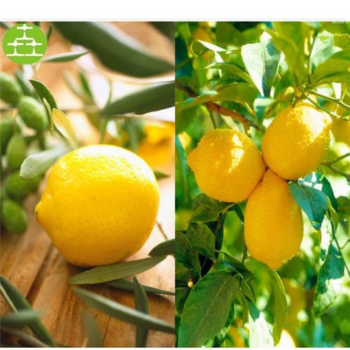 【【蒲乡果】柠檬 精装礼盒 基地批发新鲜水果 直供批发2】价格,厂家